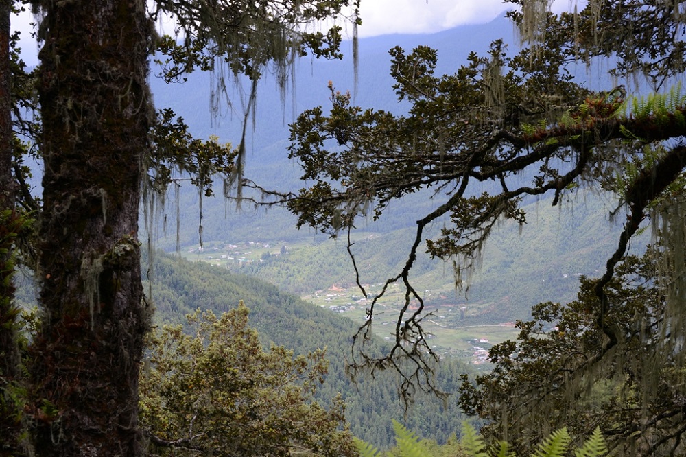 Rodongla Trek - view on the way